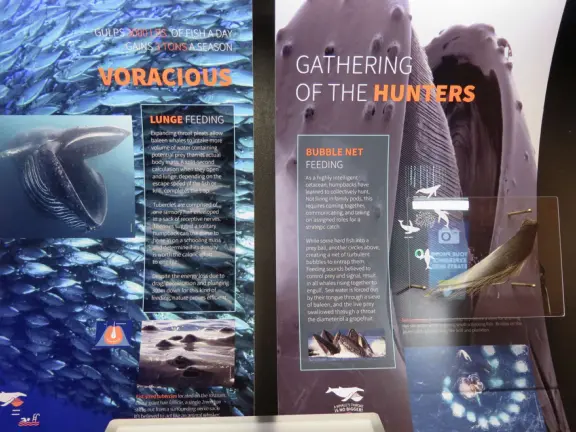 An excellent aquarium in a breezy, tropical setting at the harbor. Many interesting fish you haven't seen before!