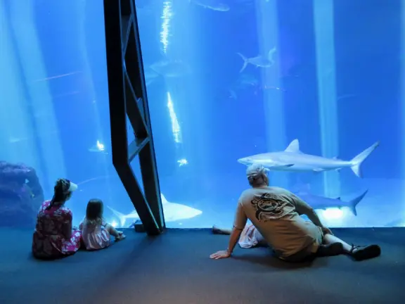 An excellent aquarium in a breezy, tropical setting at the harbor. Many interesting fish you haven't seen before!