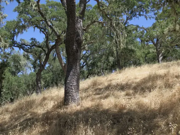 Mostly shady hike with twisty oak trees and spring flowers, and sweeping views of the town!