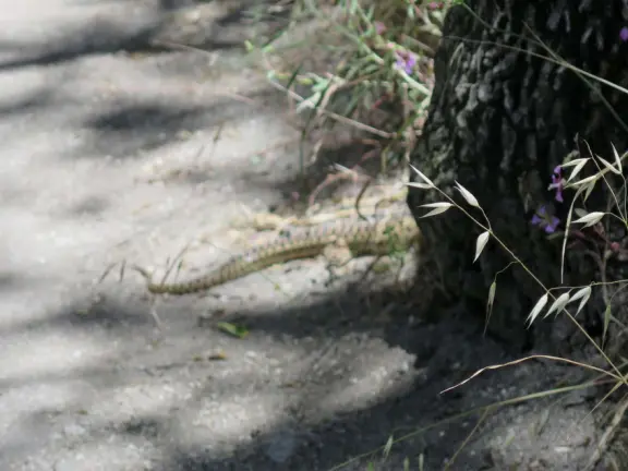 Mostly shady hike with twisty oak trees and spring flowers, and sweeping views of the town!