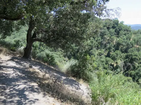 Mostly shady hike with twisty oak trees and spring flowers, and sweeping views of the town!
