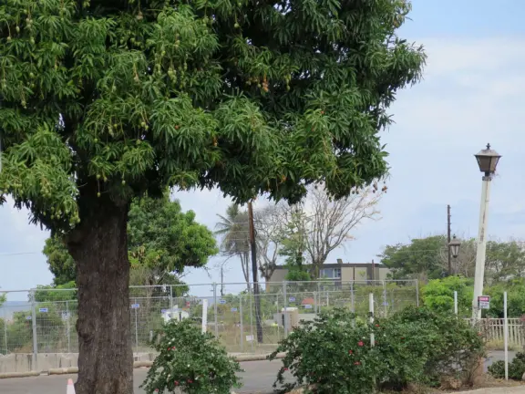 A church that miraculously survived the Lahaina fire. It's garden with mango trees and statues also survived, while beside it is rubble everywhere.