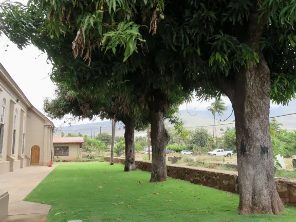 A church that miraculously survived the Lahaina fire. It's garden with mango trees and statues also survived, while beside it is rubble everywhere.