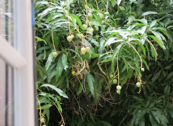 A church that miraculously survived the Lahaina fire. It's garden with mango trees and statues also survived, while beside it is rubble everywhere.
