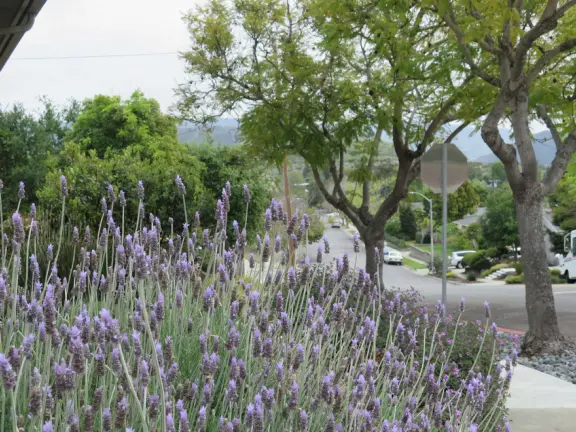 Two mile walk in neighborhood with few streets crossings, and wonderful mountain views!