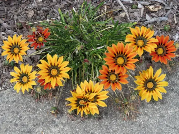 Two mile walk in neighborhood with few streets crossings, and wonderful mountain views!