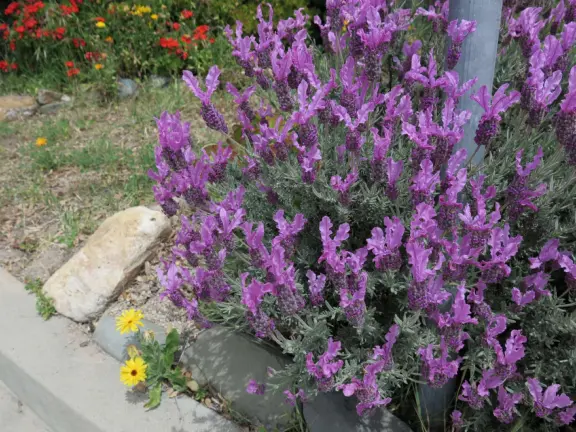 Two mile walk in neighborhood with few streets crossings, and wonderful mountain views!