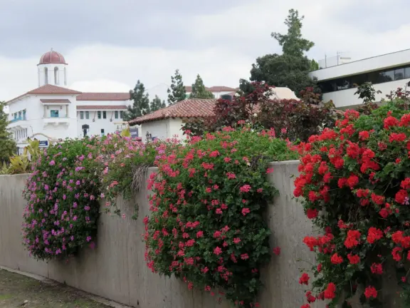 Modern campus with tropical blooming trees and Spanish architecture on the northern end of campus.