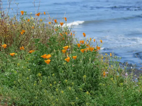 Walkway on the cliffs, in front of the resorts, that's bliss at sunset and in springtime when there are flowers galore. Take stairs down to a sheltered cove with tide pools.