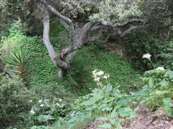 Walkway on the cliffs, in front of the resorts, that's bliss at sunset and in springtime when there are flowers galore. Take stairs down to a sheltered cove with tide pools.