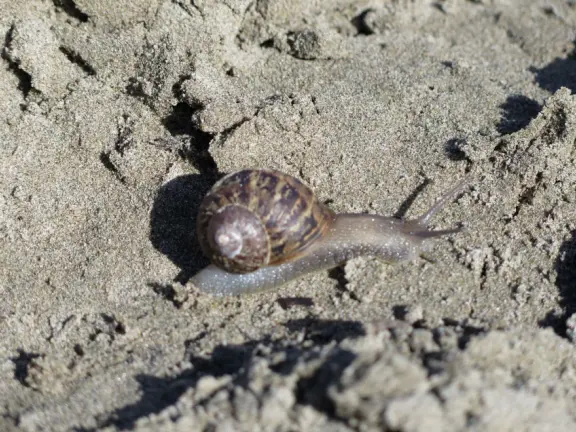 Wonderful wide and secluded beach, with sand dollars galore, and views of Morro Rock!