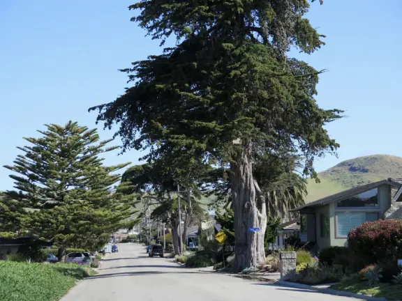 Wonderful wide and secluded beach, with sand dollars galore, and views of Morro Rock!