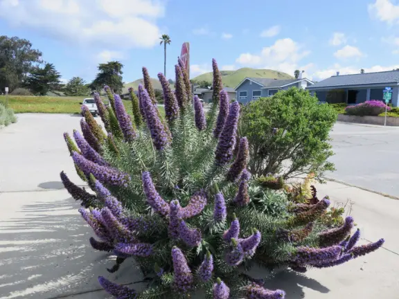 Lovely 0.7 mile walking path through the dunes filled with sage and flowers, past a playground, and behind some houses. Possible 3 mile walk, if you connect to Embarcadero.