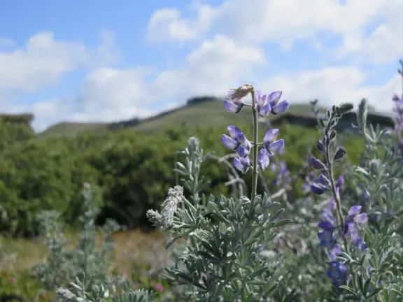 Lovely 0.7 mile walking path through the dunes filled with sage and flowers, past a playground, and behind some houses. Possible 3 mile walk, if you connect to Embarcadero.