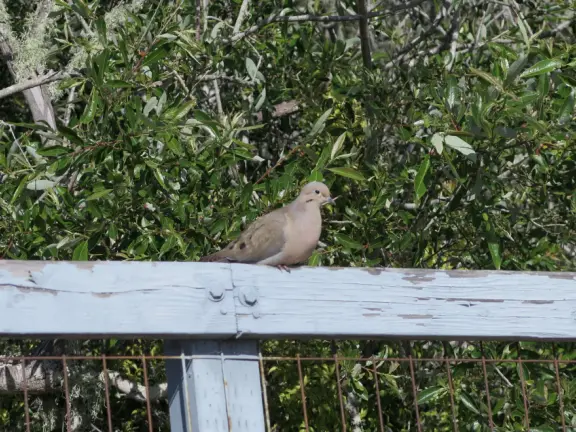 Lovely 0.7 mile walking path through the dunes filled with sage and flowers, past a playground, and behind some houses. Possible 3 mile walk, if you connect to Embarcadero.