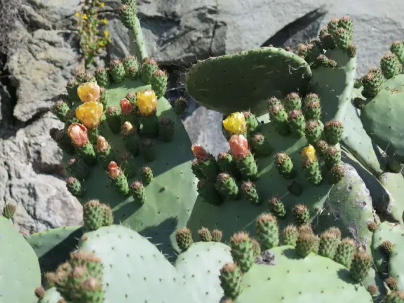A gorgeous wild beach at the base of Morro Rock.