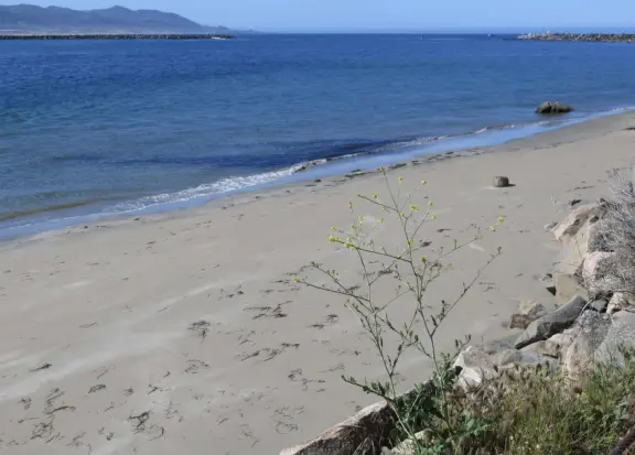 A gorgeous wild beach at the base of Morro Rock.