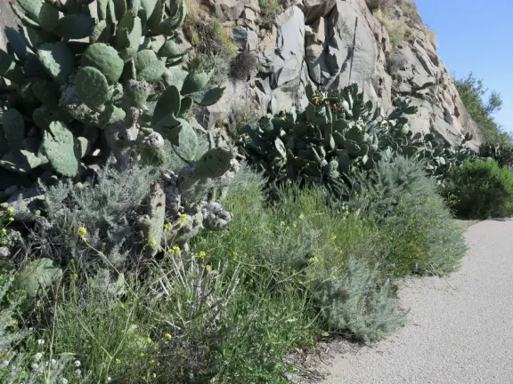 A gorgeous wild beach at the base of Morro Rock.