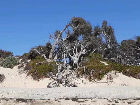 A glorious beach in Grover Beach town, with sand dunes and a wooden boardwalk, plus an octagon-shaped wooden pier in the sand.