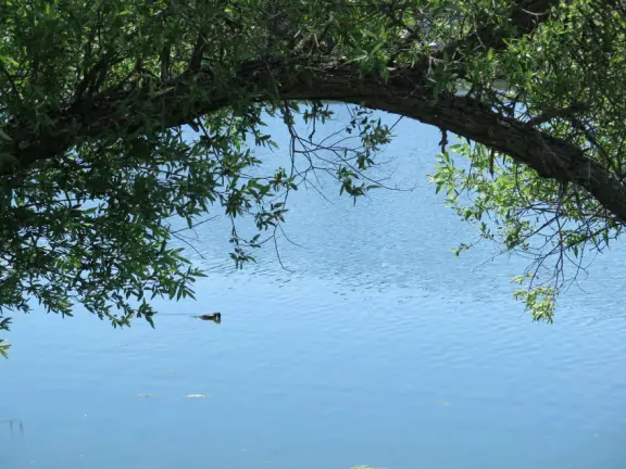 Gorgeous walk in Autumn when the leaves are yellow and red. 1.3 mile loop walk beside the lake.