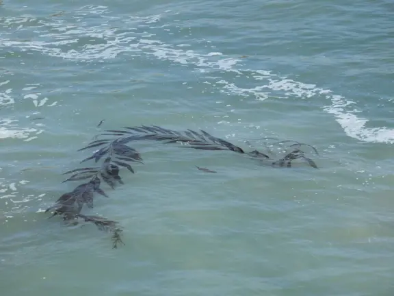A pretty beachside town, with a wooden pier and wide windy beach with perfect views of Morro Rock, and colorful houses with gardens, backed by gently-sloping hills.