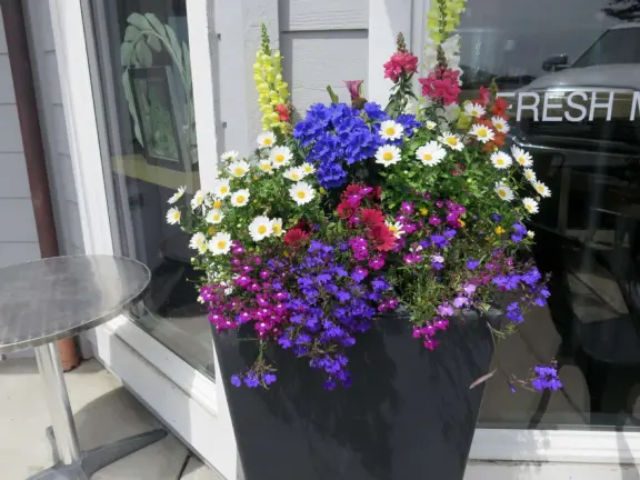 A pretty beachside town, with a wooden pier and wide windy beach with perfect views of Morro Rock, and colorful houses with gardens, backed by gently-sloping hills.