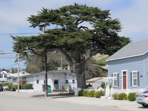 A pretty beachside town, with a wooden pier and wide windy beach with perfect views of Morro Rock, and colorful houses with gardens, backed by gently-sloping hills.