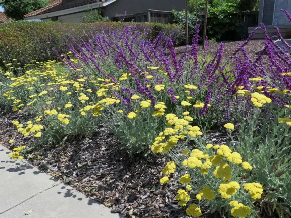 A peaceful 3-mile walk through oaky forest, past lush landscaping and a park with a historic adobe house, and among a neighborhood with gardens filled with flowers.
