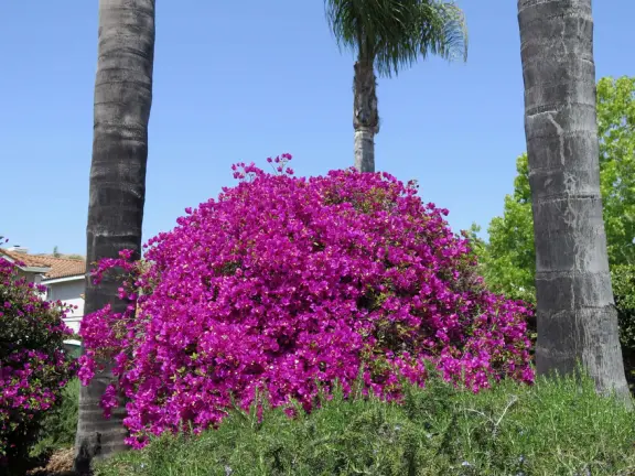 A peaceful 3-mile walk through oaky forest, past lush landscaping and a park with a historic adobe house, and among a neighborhood with gardens filled with flowers.