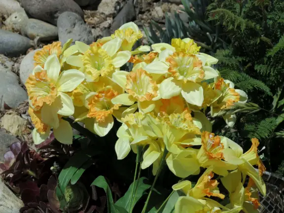 A peaceful 3-mile walk through oaky forest, past lush landscaping and a park with a historic adobe house, and among a neighborhood with gardens filled with flowers.