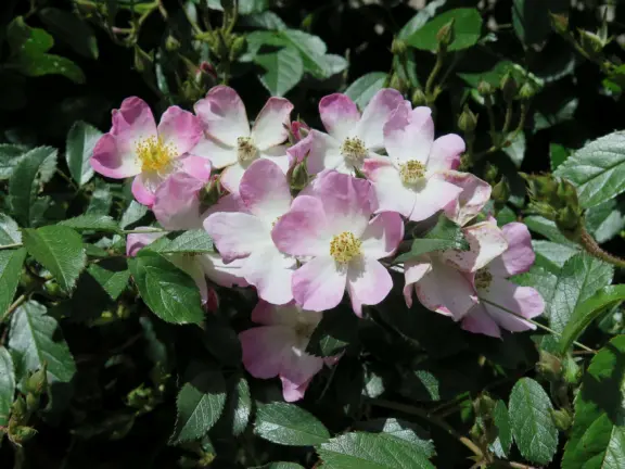 A peaceful 3-mile walk through oaky forest, past lush landscaping and a park with a historic adobe house, and among a neighborhood with gardens filled with flowers.