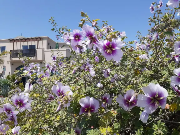 Colorful, pretty main street and boardwalk, with great cafes, lovely ship playground, and mesmerizing yellow cliffs.