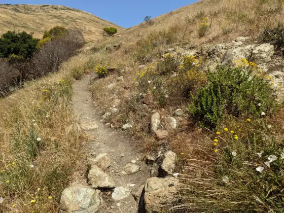 Eucalyptus and cactus forest, then amazing views over the high school toward the morros! After, a difficult, steep, rocky climb with gorgeous views of mountains and distant sea. Also called Bowden Ranch Hike.
