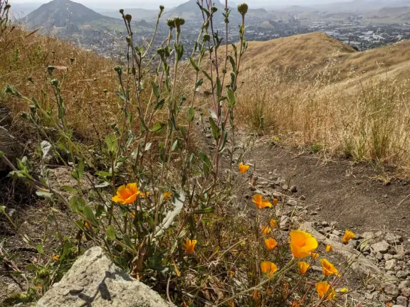 Eucalyptus and cactus forest, then amazing views over the high school toward the morros! After, a difficult, steep, rocky climb with gorgeous views of mountains and distant sea. Also called Bowden Ranch Hike.
