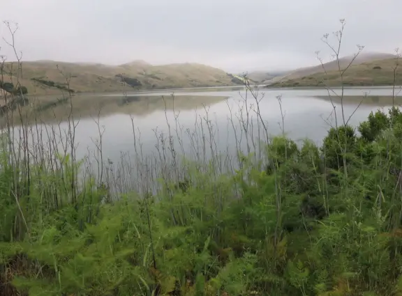 Beautiful trail slightly above the lake with sweet pea flowers in spring!