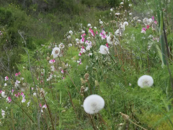 Beautiful trail slightly above the lake with sweet pea flowers in spring!