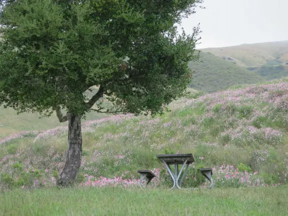 Beautiful trail slightly above the lake with sweet pea flowers in spring!