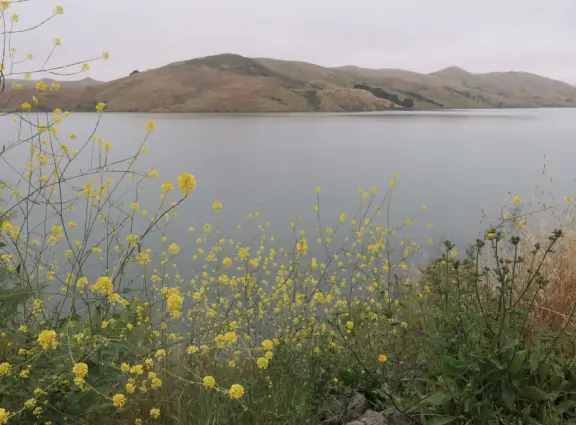 Beautiful trail slightly above the lake with sweet pea flowers in spring!
