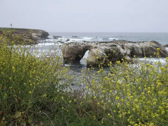 Incredible hike past sink hole, sea stacks, sea arches, with super bloom in spring.