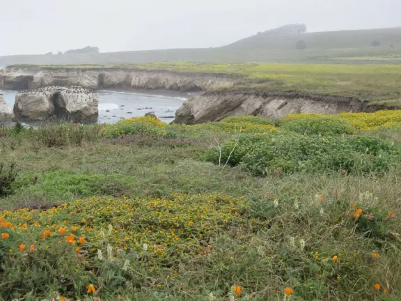 Incredible hike past sink hole, sea stacks, sea arches, with super bloom in spring.