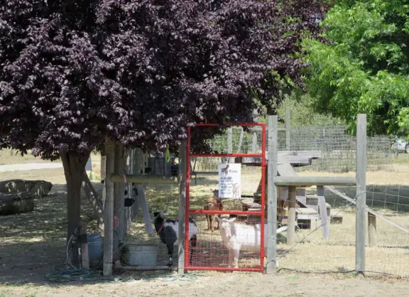 Pristine farm by a hill covered in bright foliage, with oil and vinegar tasting, honey tasting, u-pick, farm store, and adorable kids area with goats, chickens, rabbits, and colorful play areas.