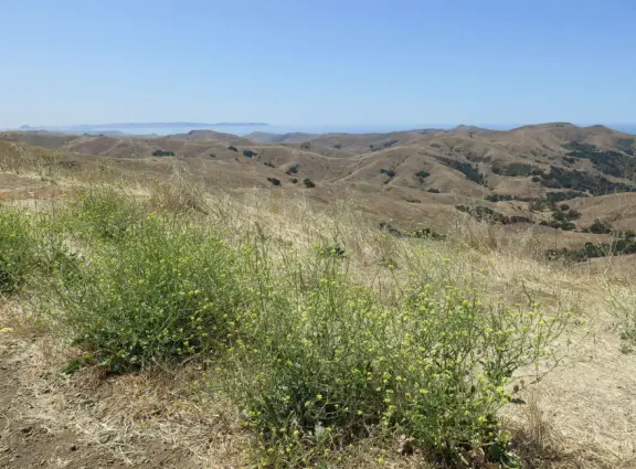 A beautiful drive above layers of hills, with views of the ocean. You pass wineries and farms to visit.