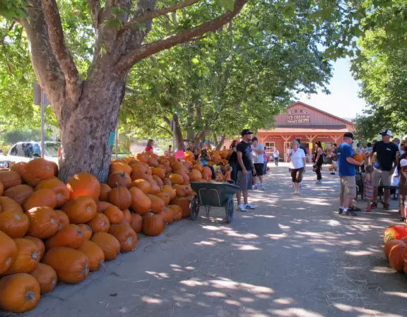 Colorful farm with a fruit/veg store, ice cream, petting zoo, and seasonally: hay rides, hay maze, toddler hay maze, sunflowers, u-pick fruit, and pumpkin patch.