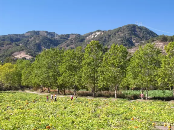 Colorful farm with a fruit/veg store, ice cream, petting zoo, and seasonally: hay rides, hay maze, toddler hay maze, sunflowers, u-pick fruit, and pumpkin patch.