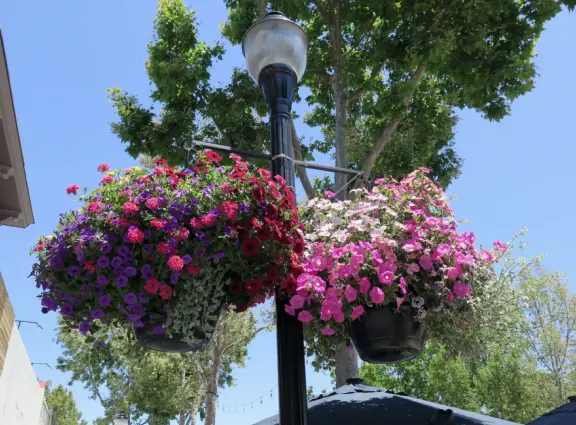 Pedestrian-only area with cafes, flowers baskets, and street musicians.