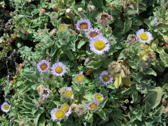 You can't visit the lighthouse and amazing loop trail without an online reservation. You get to walk the loop and buildings by yourself, after a half hour talk by a ranger.