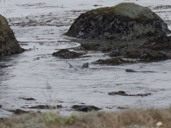 Beautiful spot to see elephant seals playing in the water, and hear their gurgling sounds like a bottle pulled underwater!