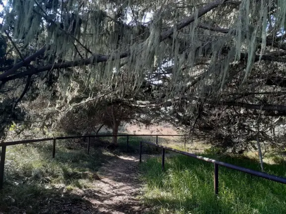 A nature-filled magical area, foggy and cold, and not very walkable (sidewalks are rare), but with some hidden gems.
