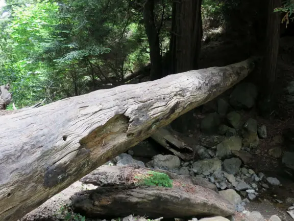 Peaceful grove of redwoods with a bubbling stream.