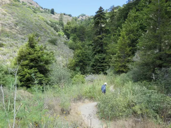 Peaceful grove of redwoods with a bubbling stream.